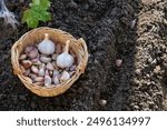 Cloves of garlic in wicker basket on black soil background in autumn time, preparing for growing homegrown garlic, copy space