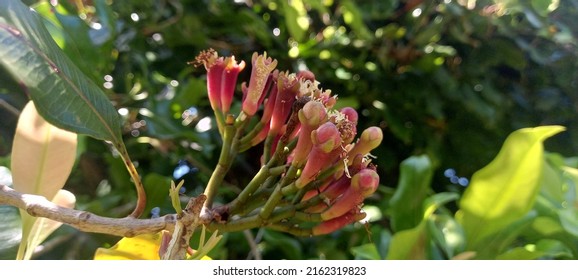 Cloves (Syzygium Aromaticum) Come From The Myrtaceae Tree Family
