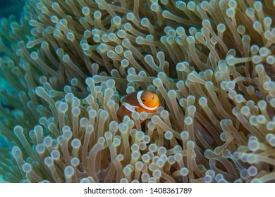 Clown Anemonefish, Amphiprion percula, swimming among the tentacles of its anemone home.