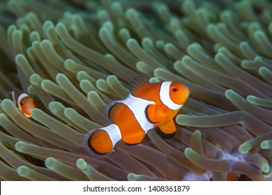 Clown Anemonefish, Amphiprion percula, swimming among the tentacles of its anemone home.
