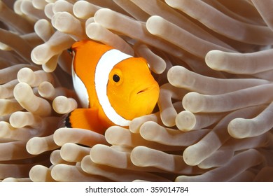 Clownfish Sea Anemone All Over Adult T-Shirt