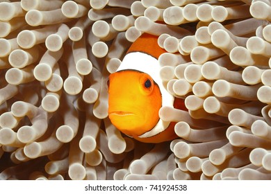 Clown Anemonefish, Amphiprion percula, swimming among the tentacles of its anemone home. Tulamben, Bali, Indonesia