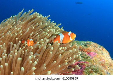 Clown anemonefish tropical fish - Powered by Shutterstock