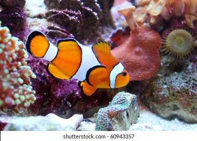 Clown Fish