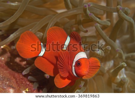 Clown fish
