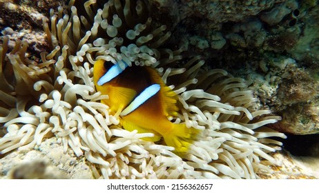 Clown Fish Amphiprion (Amphiprioninae). Red Sea Clown Fish.