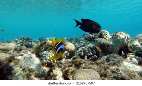 Clown Fish Amphiprion (Amphiprioninae). Red Sea Clown Fish.