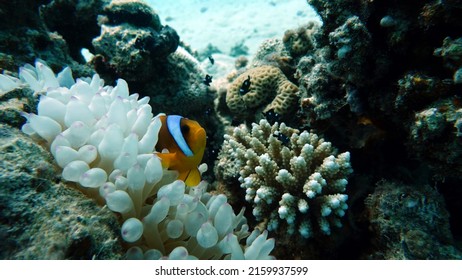 Clown Fish Amphiprion (Amphiprioninae). Red Sea Clown Fish.