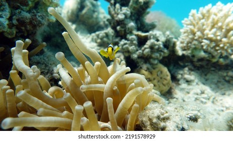 Clown Fish Amphiprion (Amphiprioninae). Red Sea Clown Fish.