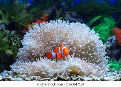 The Clown Fish, Anemone Fish - Shutterstock ID 1320847154