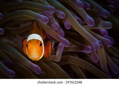 Clown Fish In Anemone