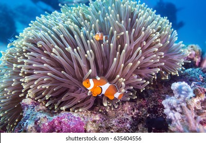 Clown Fish In Anemone, Anemone Fish