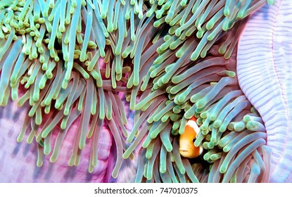 Clown fish and anemone                                - Shutterstock ID 747010375