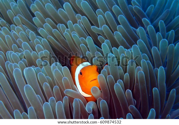 Clown fish in\
Anemone