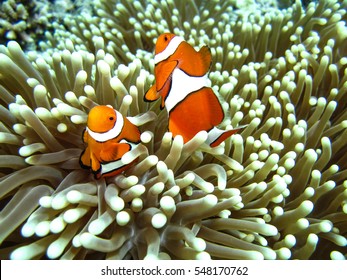 Clown Fish In Anemone, Great Barrier Reef, Australia