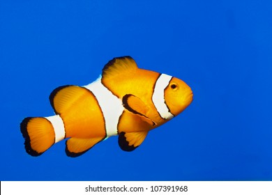 Clown Fish Or Anemone Fish Isolated On Blue Background