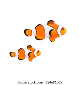 Clown Fish Or Anemone Fish Isolated On A White Background.