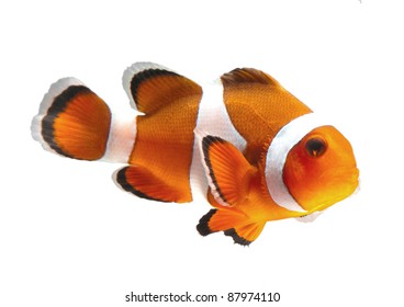 Clown Fish Or Anemone Fish Isolated On White Background