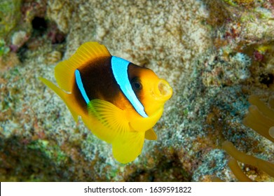 Clown Fish At Anemone Mouth Open