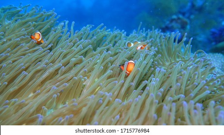 Anemone Fish Images Stock Photos Vectors Shutterstock