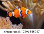 Clown fish, Anemonefish (Amphiprion ocellaris) swim among the tentacles of anemones, symbiosis of fish and anemones