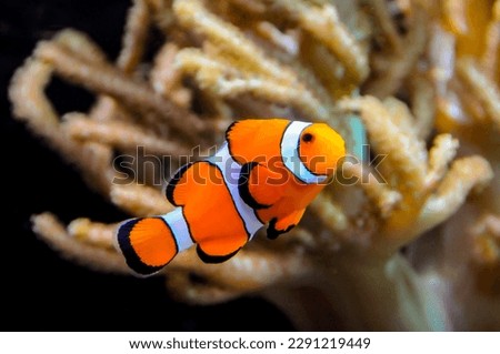 Similar – Tropical reef fish Life