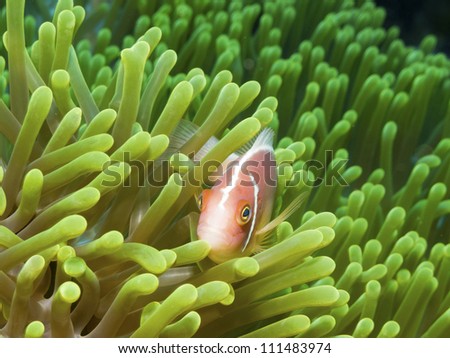 A Clown Fish (Anemonefish) swimming among the tentacles of its sea anemone, Bunaken, Sulawesi, Indonesia