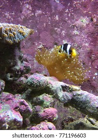 Clown Fish In Anenome