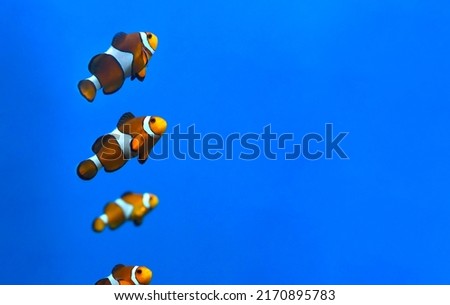 Clown fish in aquarium on blue background