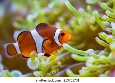 Clown Fish In Coral Reef