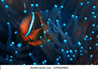 Clown Fish Coral Reef / Macro Underwater Scene, View Of Coral Fish, Underwater Diving