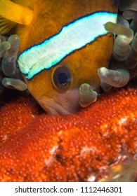 Clown Fish With Eggs