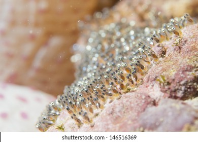 Clown Fish Eggs Super Macro In Cebu Philippines