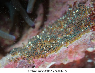 Clown Fish Eggs Super Macro In Cebu Philippines