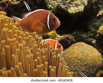 Clown Fish Great Barrier Reef Australia