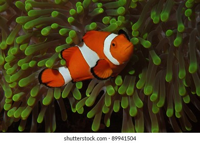 Clown Fish In Green Anemone