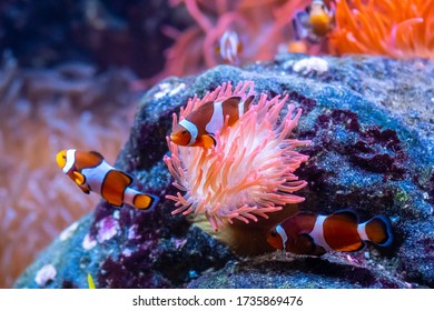 Clown Fish Group Under Water