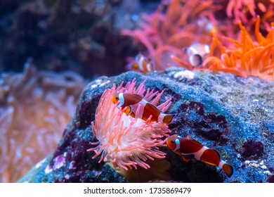 Clown Fish Group Under Water