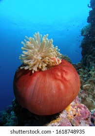 Clown Fish Hiding In Closed Sea Anemone. Taken On Great Barrier Reef Of Cairns Queensland Australia