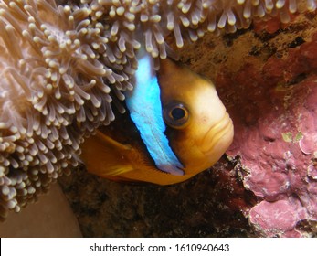 Clown Fish Hiding Under Anemone. Taken On Great Barrier Reef Off Cairns.