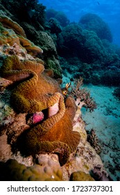 Clown Fish Home In Great Barrier Reef