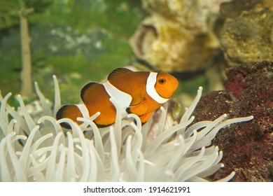 Clown Fish Host In A White Anemone Coral,