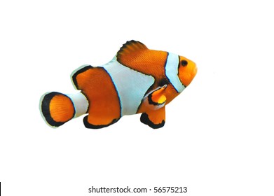 Clown Fish Isolated In White Background (Amphiprion Percula)