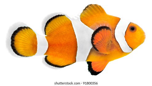 Clown Fish Isolated In White Background (Amphiprion Ocellaris)