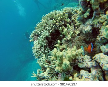 Clown Fish Near An Anemone On A Coral Head On The Great Barrier Reef