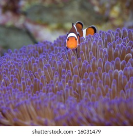 Clown Fish On Australia's Great Barrier Reef