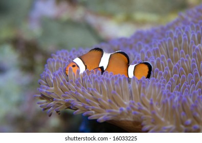 Clown Fish On Australia's Great Barrier Reef