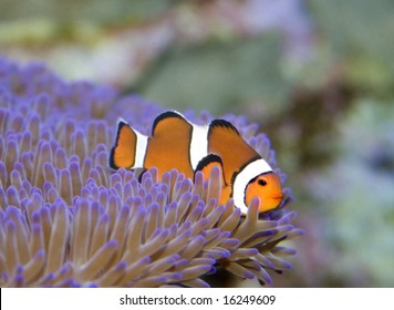 Clown Fish On Australia's Great Barrier Reef