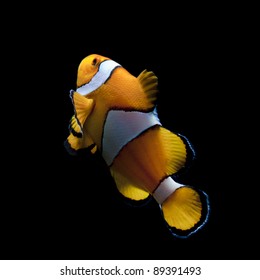 Clown Fish On Black Background