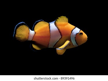 Clown Fish On Black Background